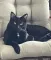 Joanne M  🐾💜🐾🖤