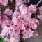 eliquesia c.  C