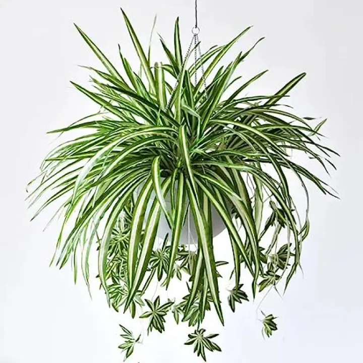 Qingriver 3 Sets Artificial Bracketplant chlorophytum Silk Spider Flowers Bonsai Wall Hanging Plants for Home Decor