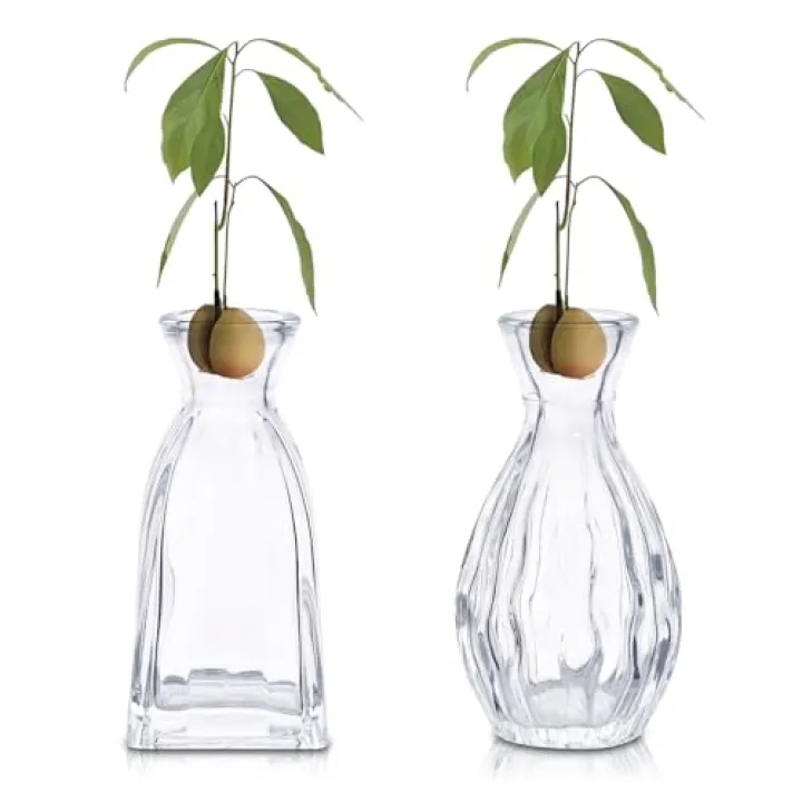 SOOMILE 2 PCS Glass Avocado Seed Starter Vase, Avocado Tree Growing Kit for Home and Office Table Desk, Avocado Glass Plant Pot Vase for Gardening Gifts