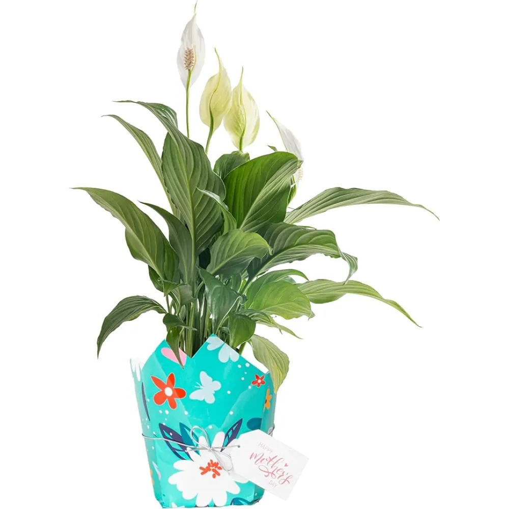 Costa Farms Peace Lily, Live Indoor Plant Delivery with Flowers, Easy to Grow Houseplant in Gift Wrap, Potting Soil, Thinking of You, Get Well Soon Gift, Room Decor, 1 Foot Tall