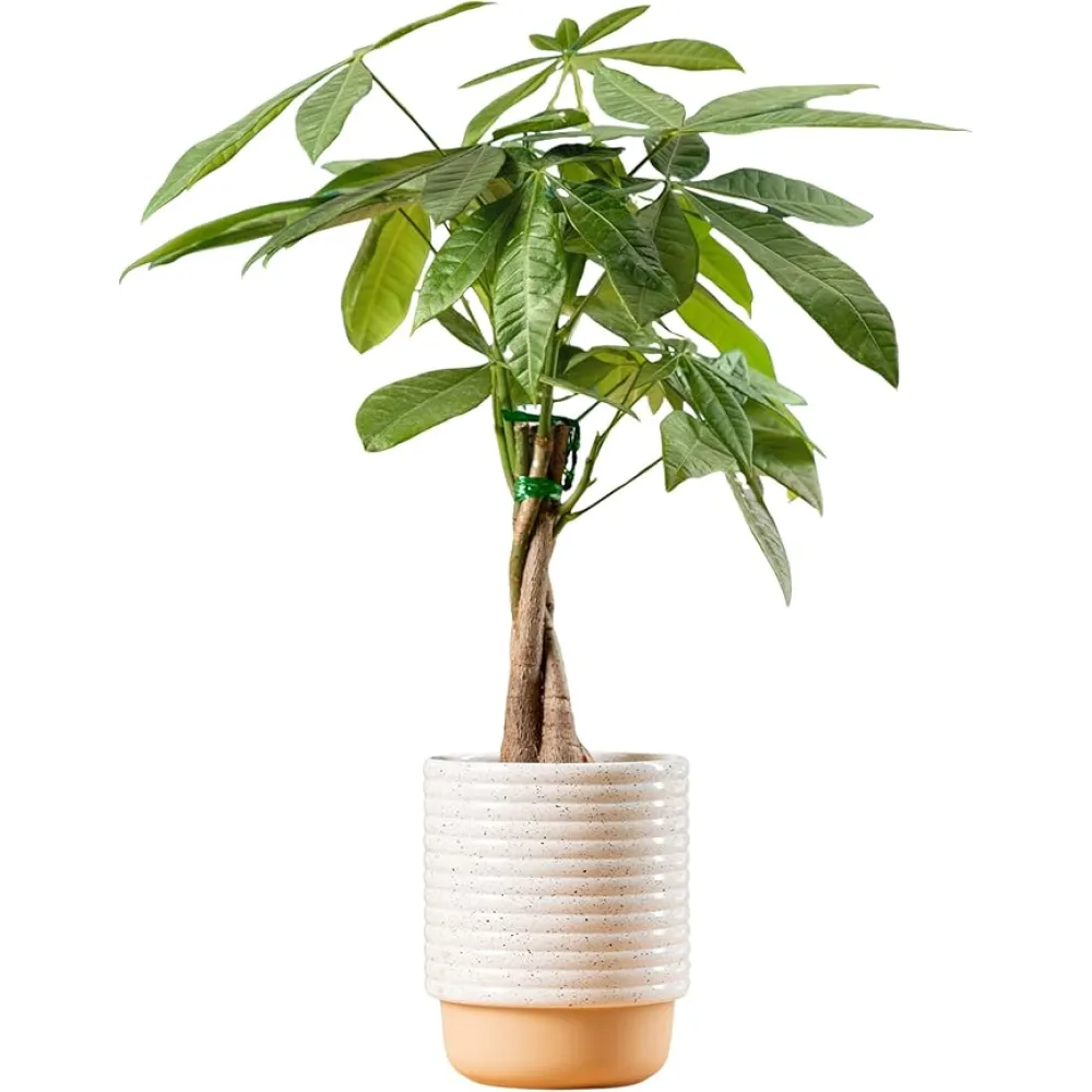 Costa Farms Money Tree, Easy Care Indoor Plant, Live Houseplant in Ceramic Planter Pot, Bonsai Potted in Potting Soil, Home Décor, Birthday Gift, New Home Gift, Outdoor Garden Gift, 16-Inches Tall