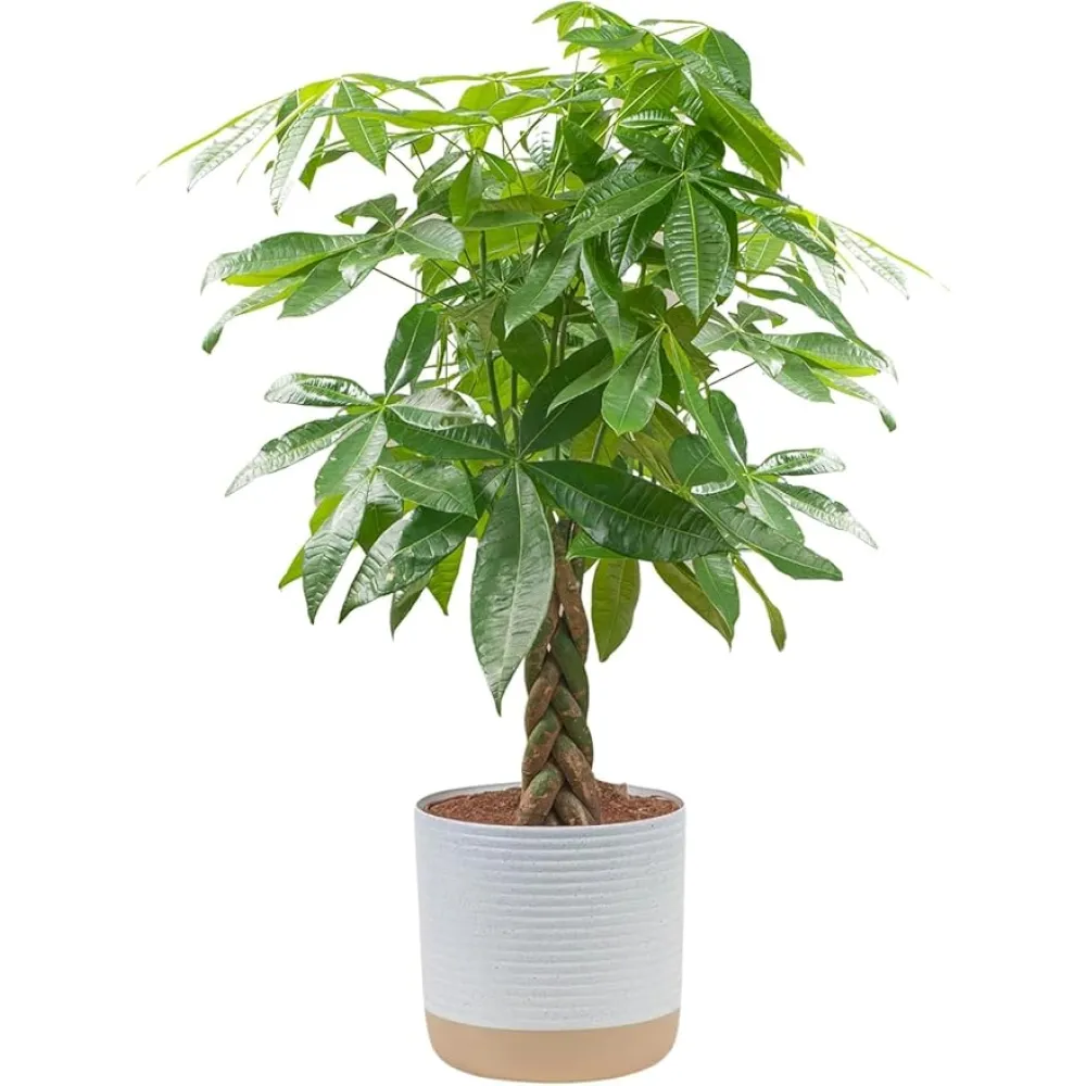Costa Farms Money Tree Live Plant, Easy to Grow Houseplant Potted in Indoor Garden Pot, Pachira Bonsai in Potting Soil, Gift for Birthday, Housewarming, Thank You, Office and Home Decor, 3-4 Feet Tall