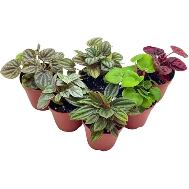 BubbleBlooms Peperomia Assortment, 6 Different peperomias in 2 inch pots Grower's Choice
