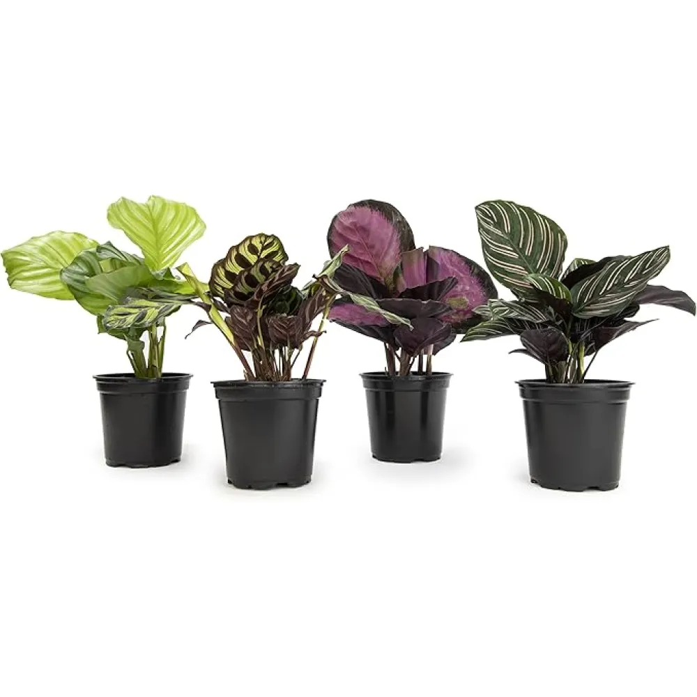 Calathea Prayer Plants Live House Plants (4PK), Pet Friendly Indoor Plants, Prayer Plant Houseplant Pack, Grower's Choice Calathea Plant Mix, Live Houseplants for Home and Office by Plants for Pets