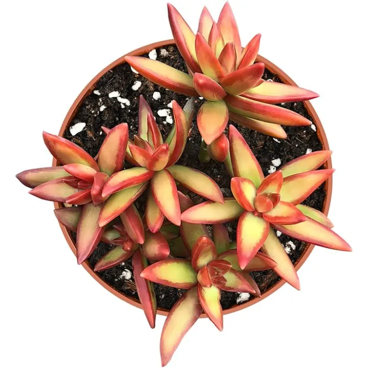 String of Pearls (4-inch), Succulents Plants Live, Succulent Plants Fully Rooted in Pots with Soil, Easy-Care House Plant for DIY, Home Office Decor, Wedding Party Favor