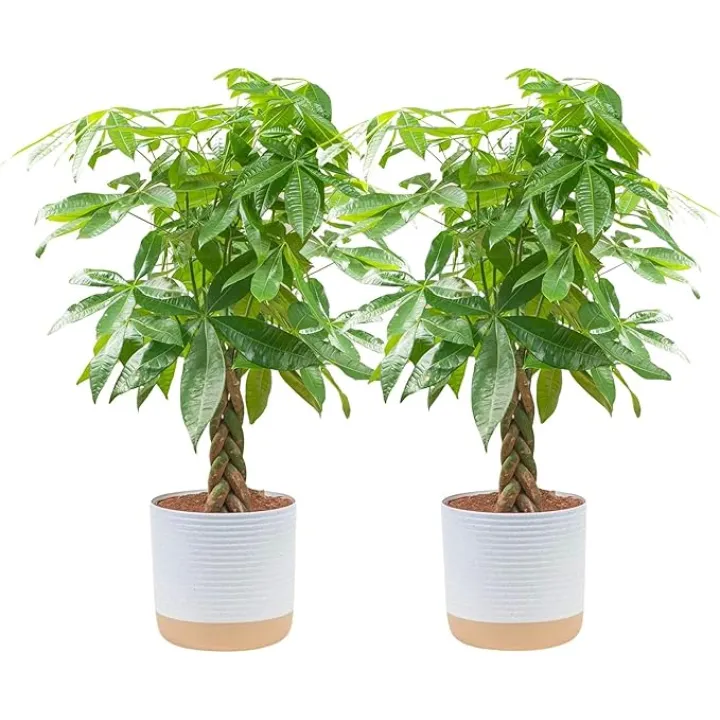 Costa Farms Money Tree Live Plants, Pack of 2 | Easy to Grow Indoor Houseplants in 10-Inch Plant Pots | 3-4 Feet Tall Bonsai | Home, Office, or Room Decor | Birthday, Housewarming Gift