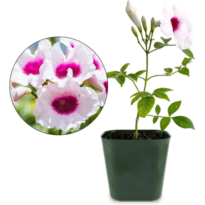 My Shelfie - Pink Bower Flower Vine, Pink Plant Vine for Trellises, Railings, Balconies, and More, 5-6 Inches Tall Live Plants in 2-Inch Pot, Outdoor Plant for USDA Zones 9-11