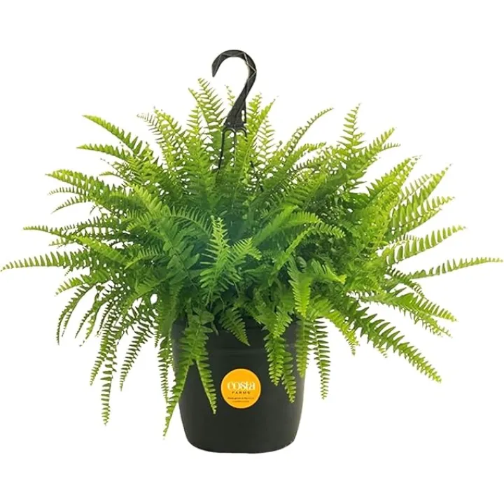 Costa Farms Boston Fern Live Plant, Outdoors or Indoor Houseplant in 10-Inch Hanging Basket Planter, Ferns Soil Mix, Real Plants Gift, Housewarming, Patio, Balcony, Front Porch Decor