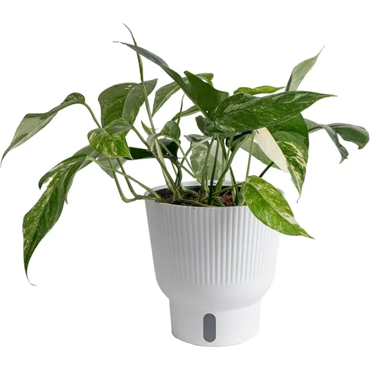 Costa Farms Albo Pothos Live Plant | Easy to Grow Trailing or Climbing Vine Houseplant | 1 Foot Tall | 6-Inch Self-Watering Indoor Plant Pot | Housewarming Gift | Room Decor