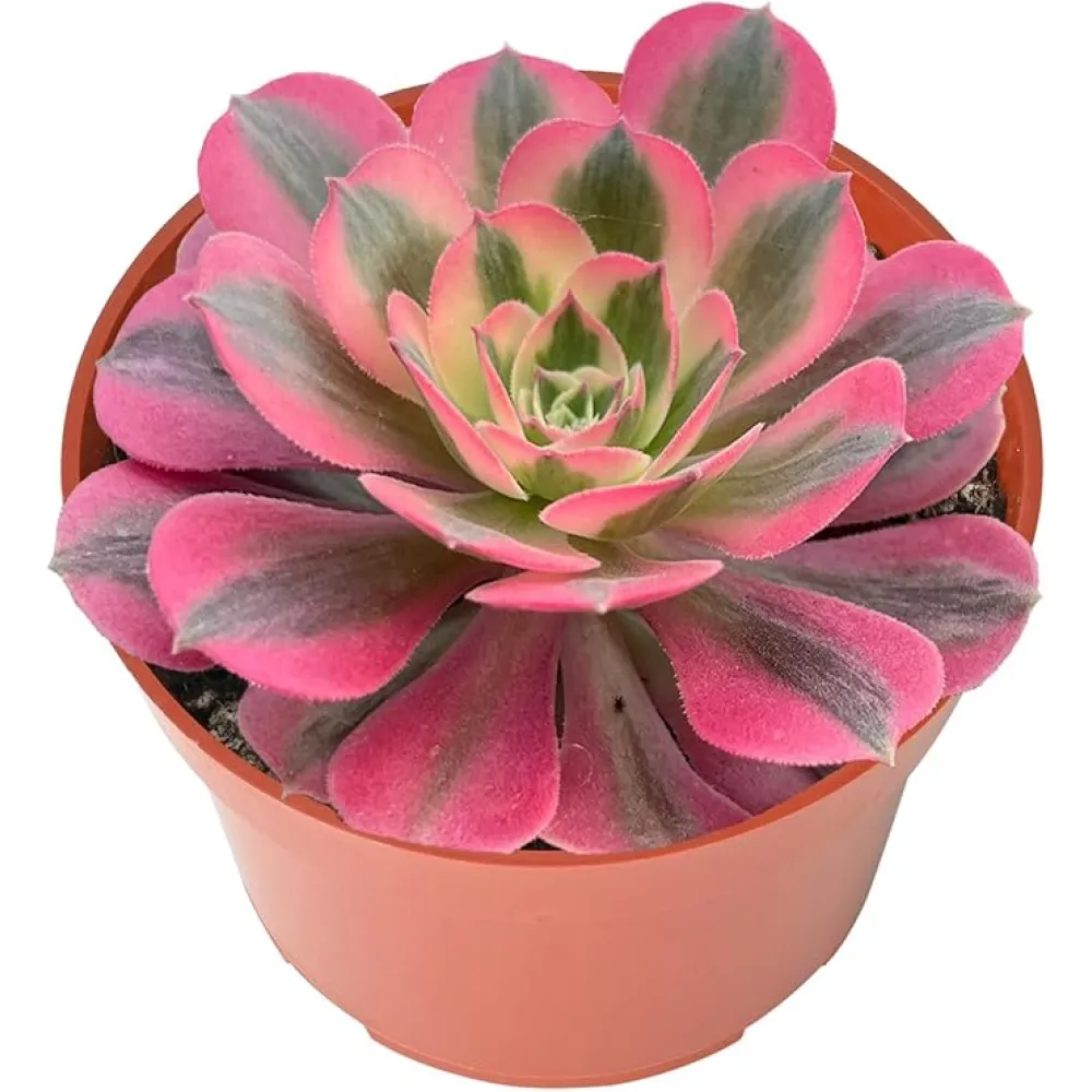 Live Succulents Aeonium 'Pink Wich' (4-inch), Succulent Plants Fully Rooted in Pots with Soil, Easy-Care House Plant for DIY, Home Office Decor, Wedding Party Favor