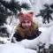 Polina Saprikina
