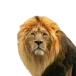 head
