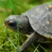 head