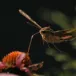 head