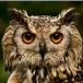 head
